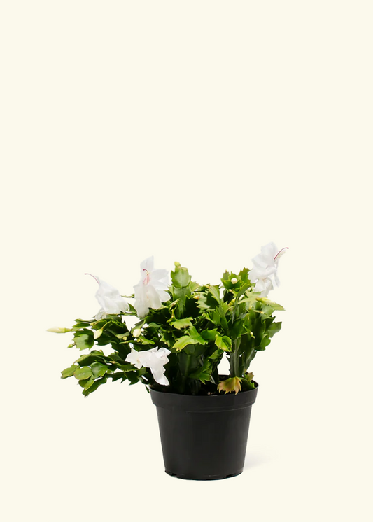 White Christmas Cactus, Medium