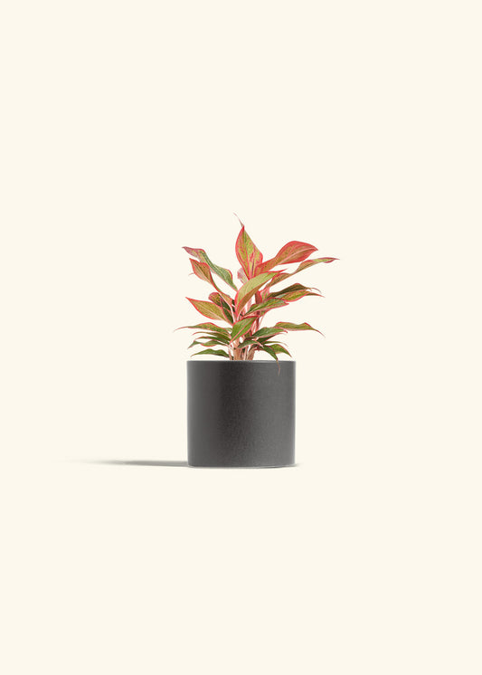 Red Chinese Evergreen in a 4 inches Charcoal Classic Cylinder Planter 