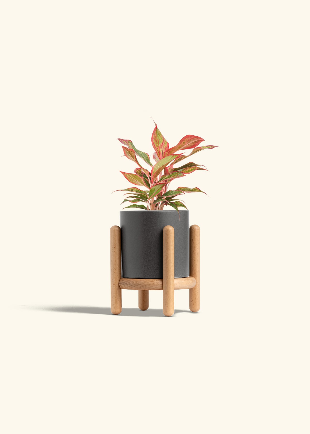 Red Chinese Evergreen in a 4 inches Charcoal Classic Cylinder Planter in a Beech Wood Stand