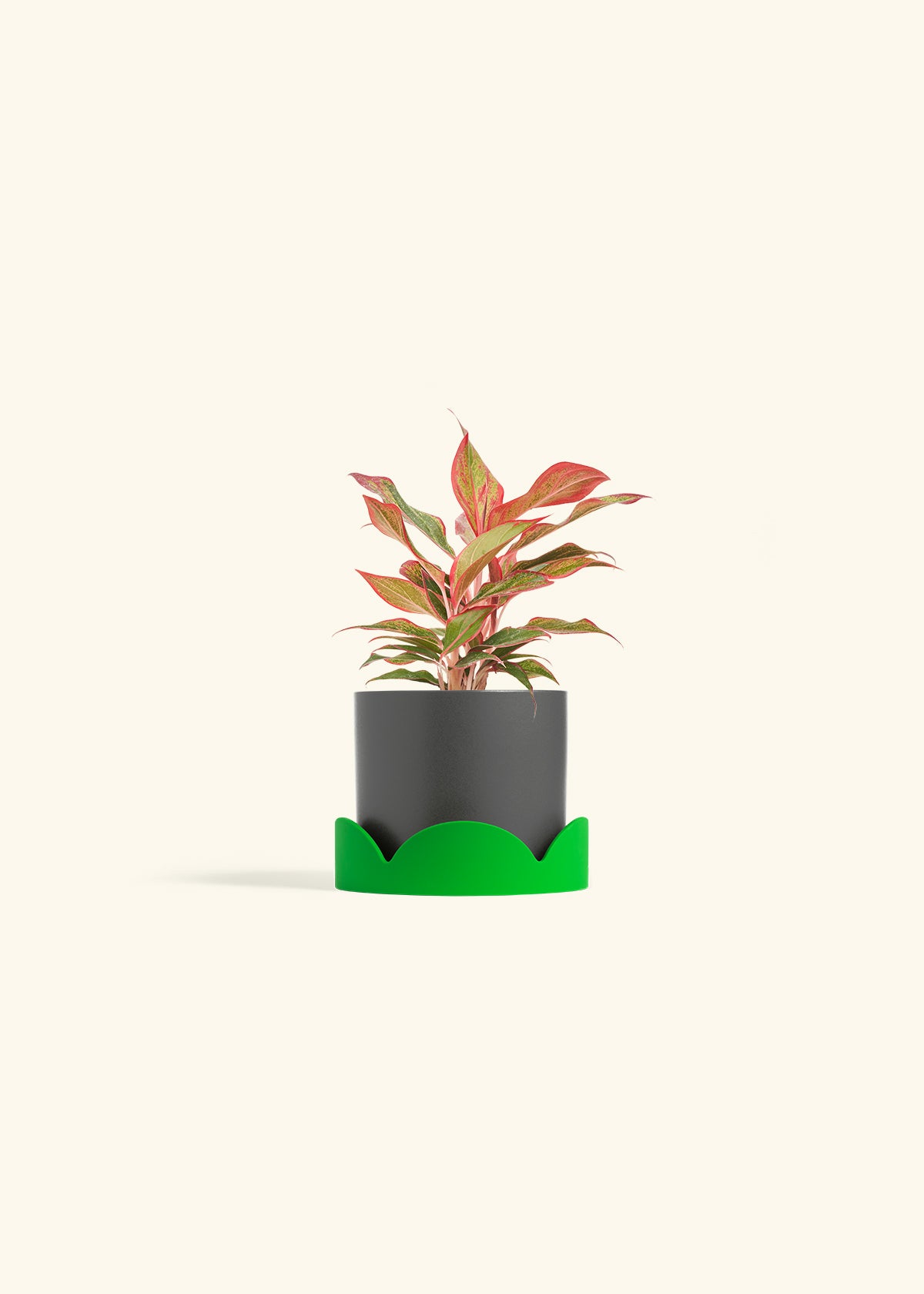 Red Chinese Evergreen in a 4 inches Charcoal Classic Cylinder Planter in a Shamrock Petal Drip Tray