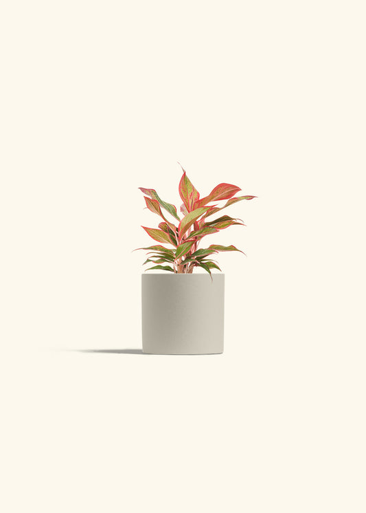 Red Chinese Evergreen in a 4 inches Oat Classic Cylinder Planter 