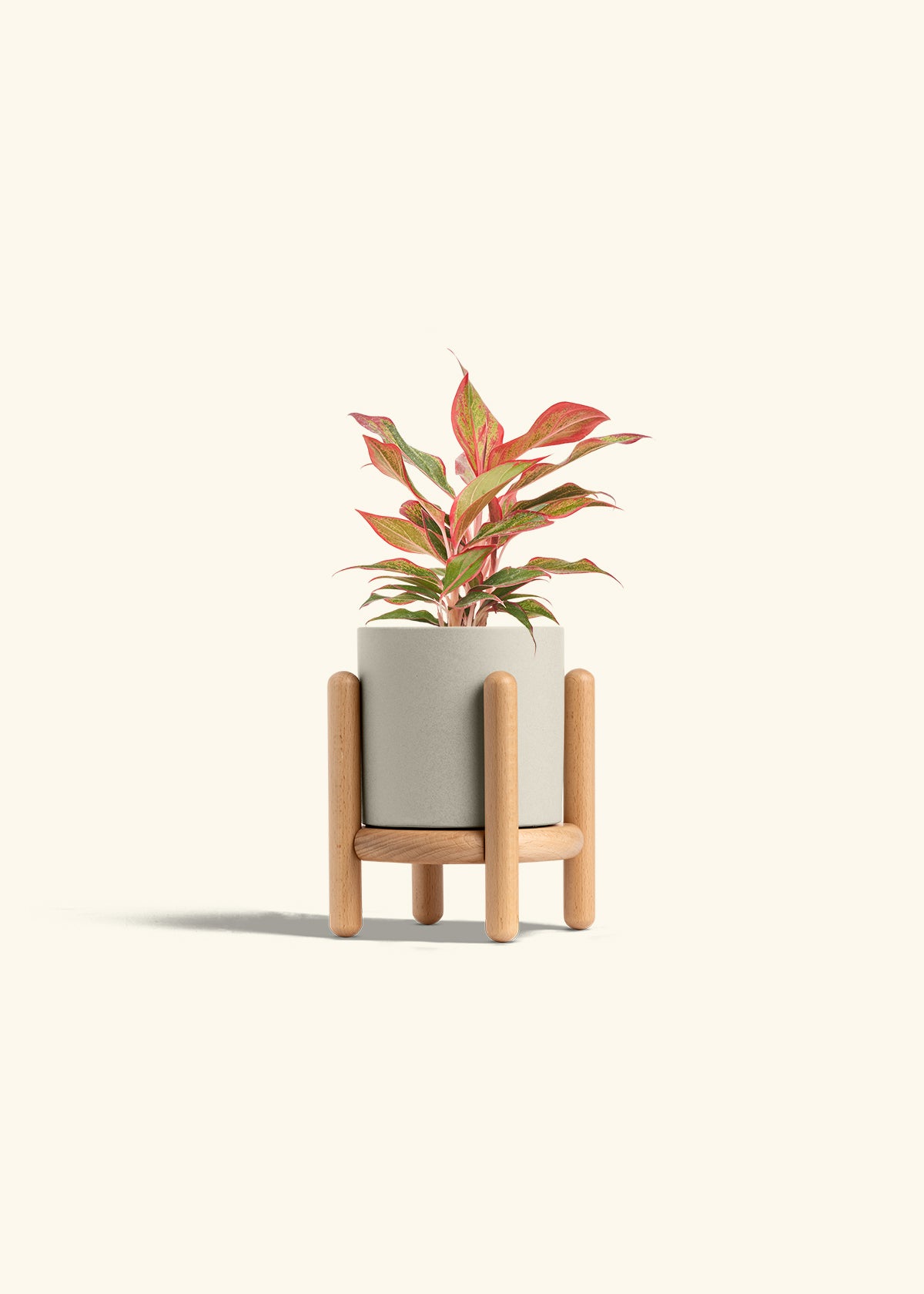 Red Chinese Evergreen in a 4 inches Oat Classic Cylinder Planter in a Beech Wood Stand