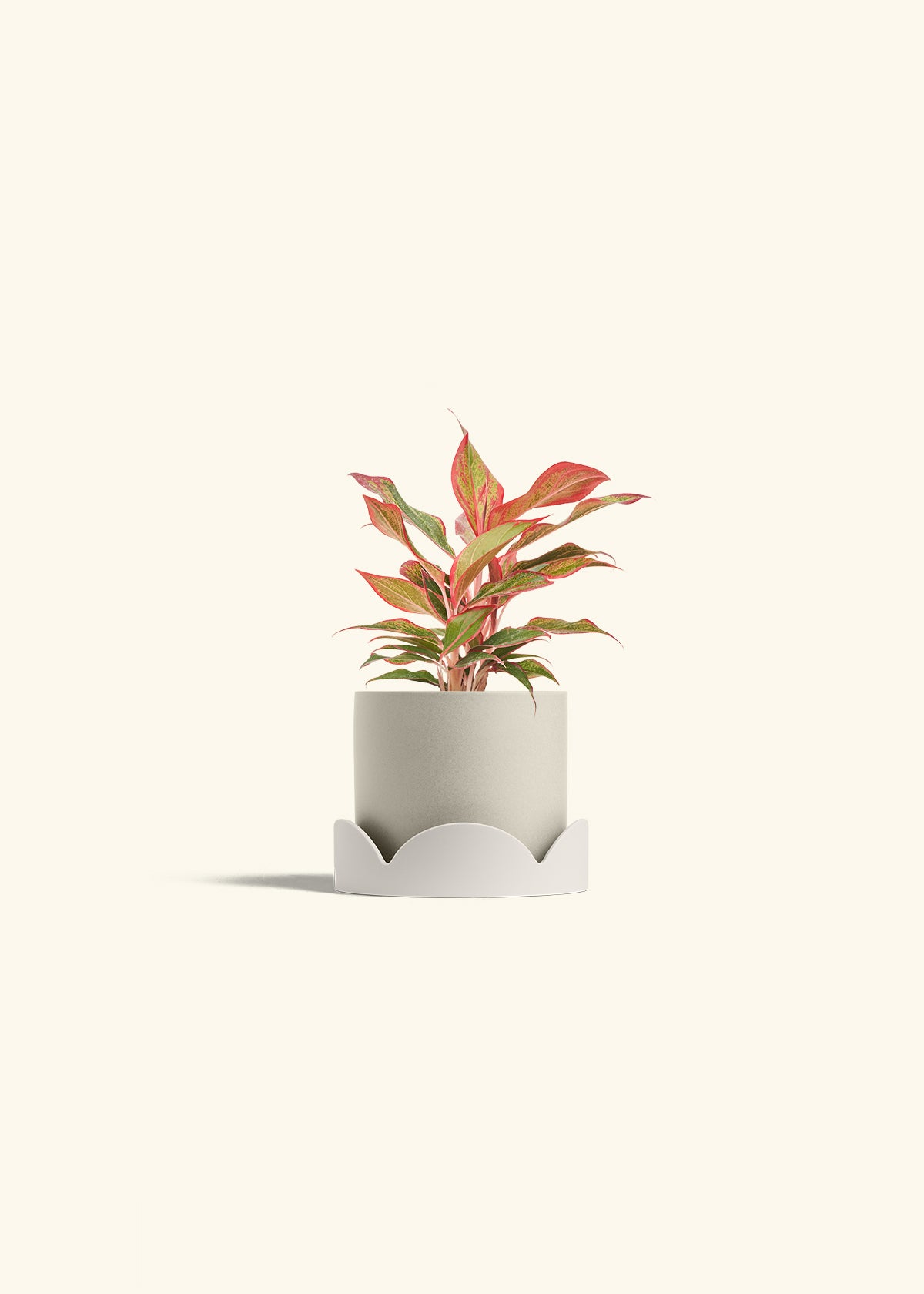 Red Chinese Evergreen in a 4 inches Oat Classic Cylinder Planter in a Oat Petal Drip Tray