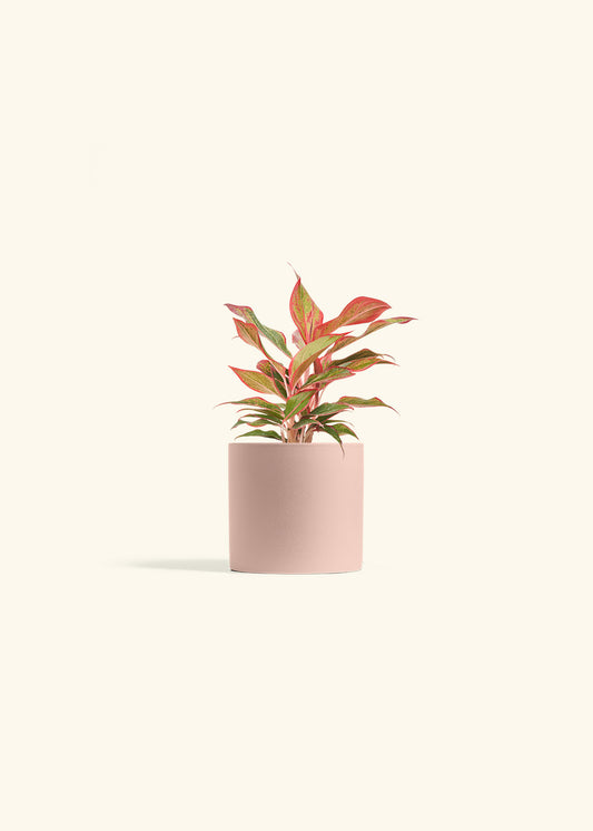 Red Chinese Evergreen in a 4 inches Pink Classic Cylinder Planter 