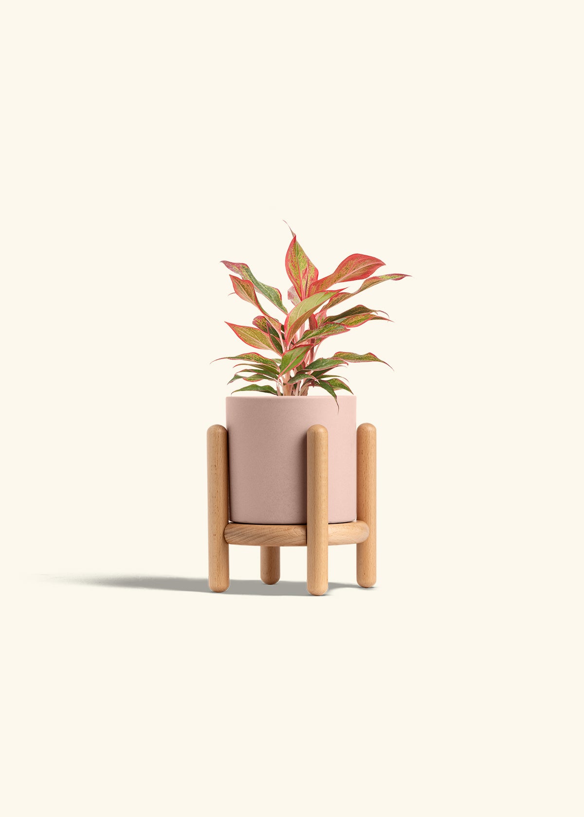 Red Chinese Evergreen in a 4 inches Pink Classic Cylinder Planter in a Beech Wood Stand