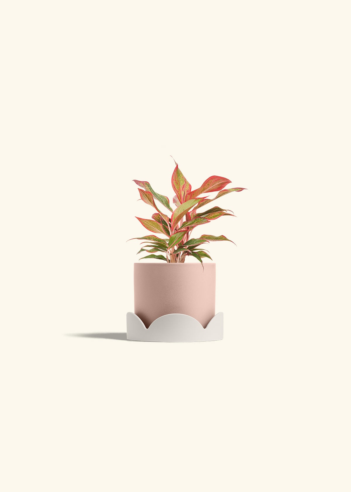 Red Chinese Evergreen in a 4 inches Pink Classic Cylinder Planter in a Oat Petal Drip Tray