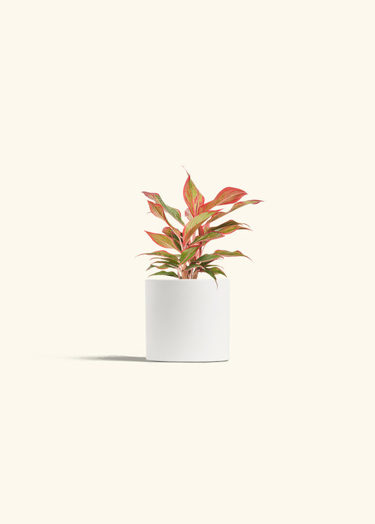 Red Chinese Evergreen in a 4 inches White Classic Cylinder Planter 