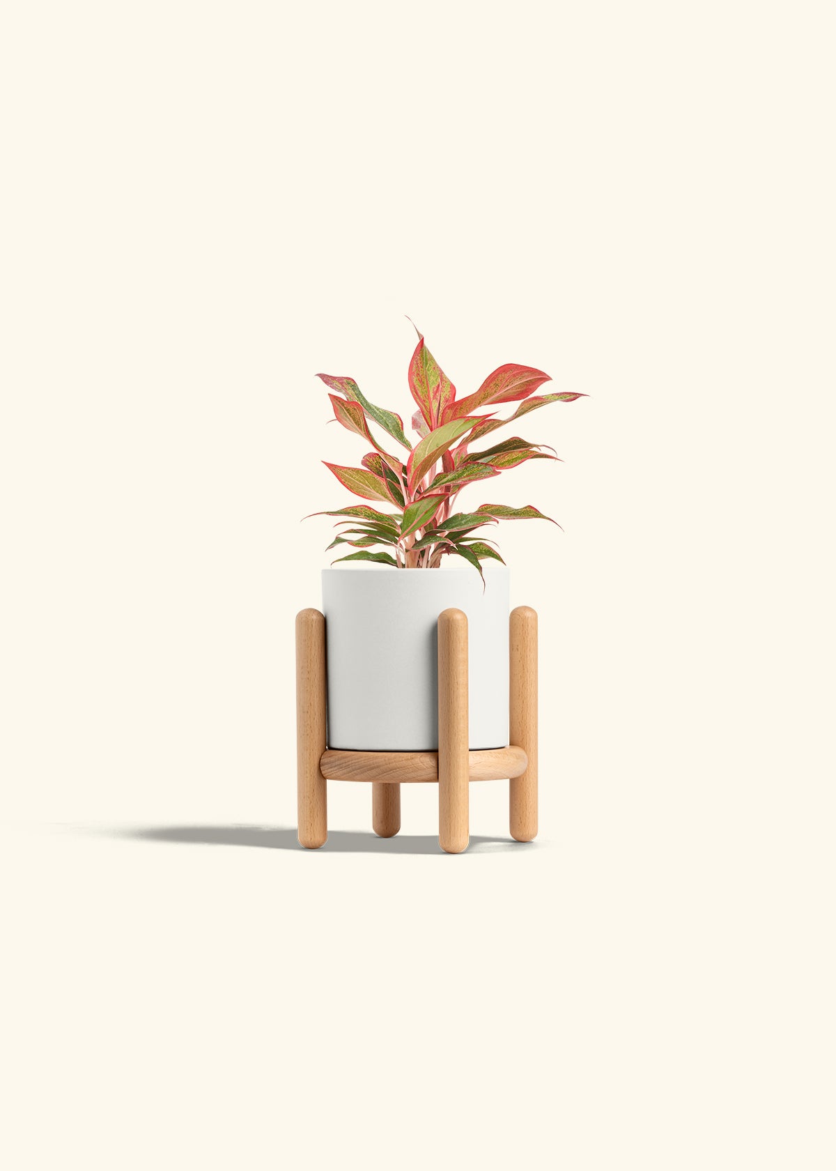 Red Chinese Evergreen in a 4 inches White Classic Cylinder Planter in a Beech Wood Stand