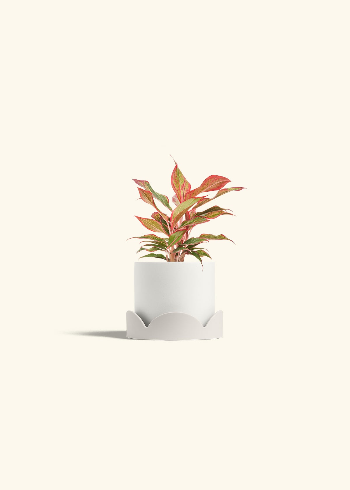 Red Chinese Evergreen in a 4 inches White Classic Cylinder Planter in a Oat Petal Drip Tray