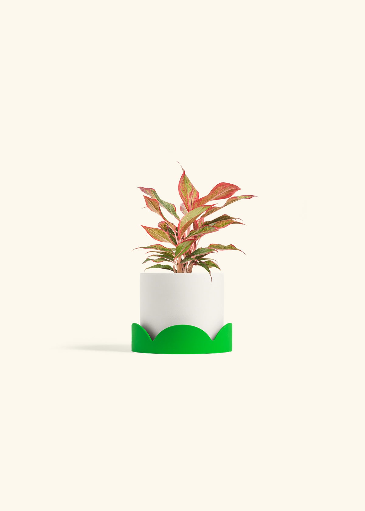 Red Chinese Evergreen in a 4 inches White Classic Cylinder Planter in a Shamrock Petal Drip Tray