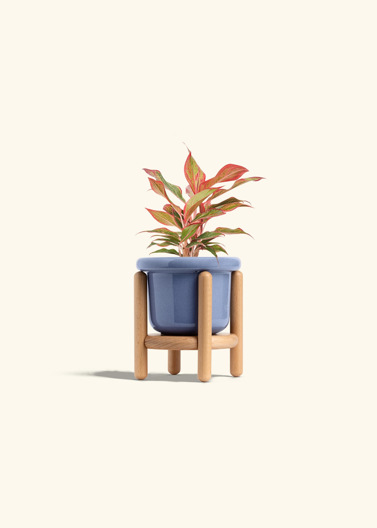Red Chinese Evergreen in a 4 inches Fat Lip Blue Planter in a Beech Wood Stand