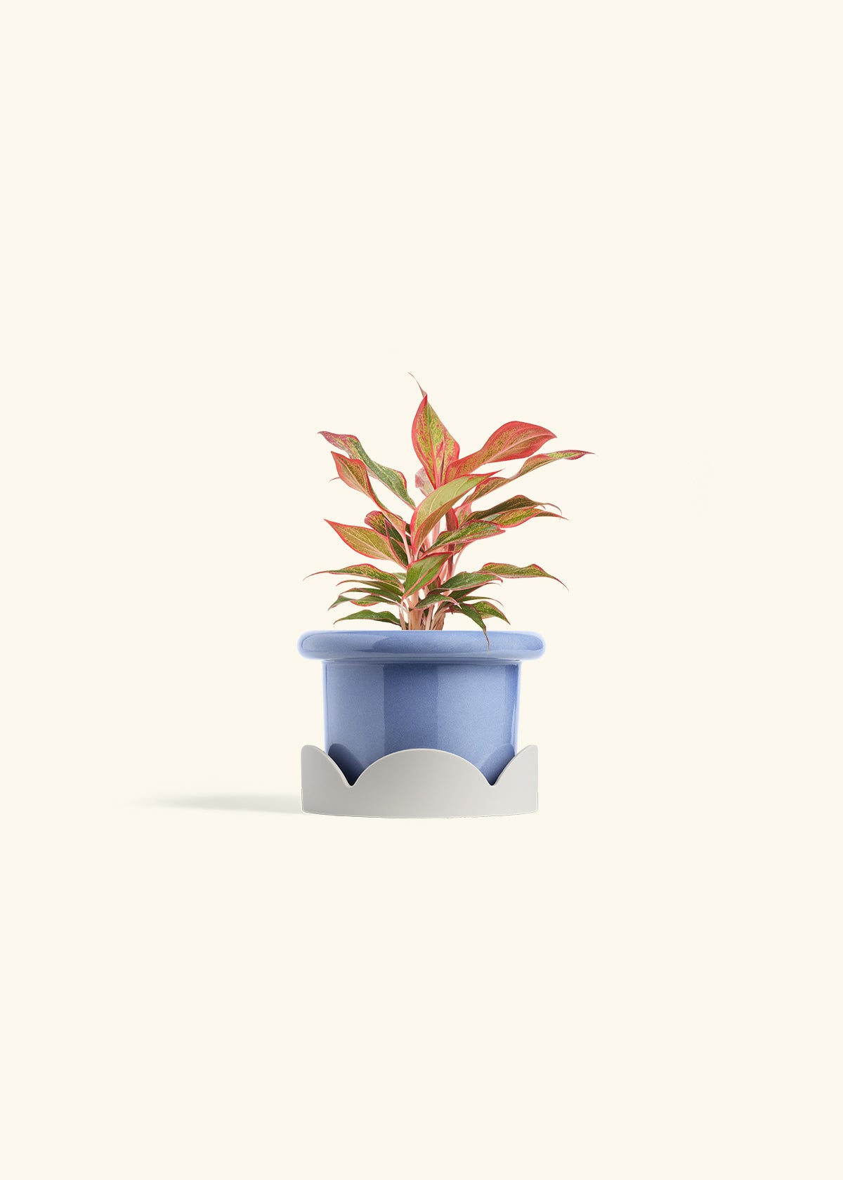 Red Chinese Evergreen in a 4 inches Fat Lip Blue Planter in a Oat Petal Drip Tray
