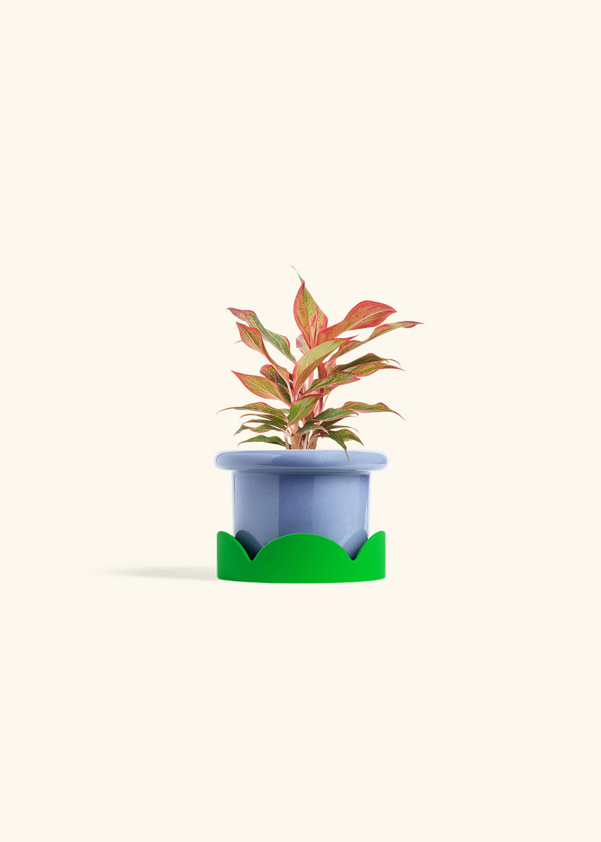 Red Chinese Evergreen in a 4 inches Fat Lip Blue Planter in a Shamrock Petal Drip Tray