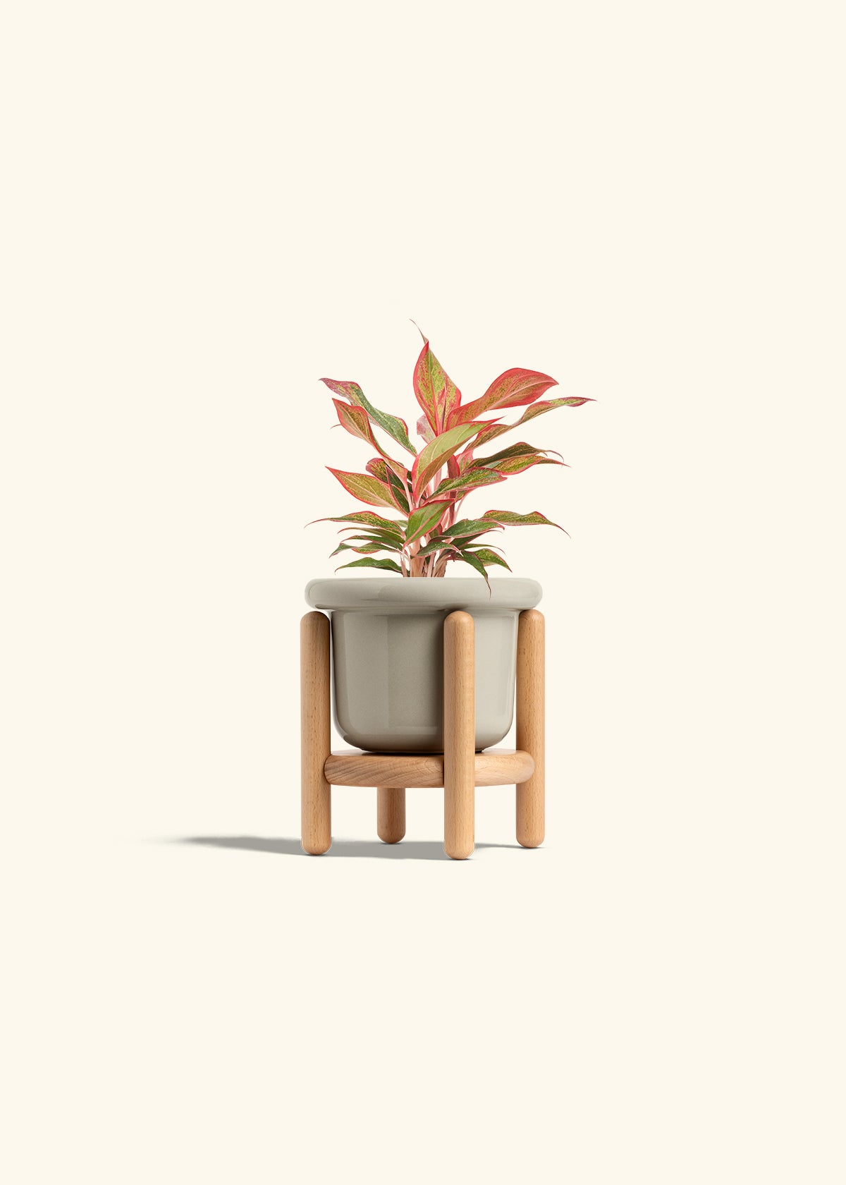 Red Chinese Evergreen in a 4 inches Fat Lip Red Planter in a Beech Wood Stand