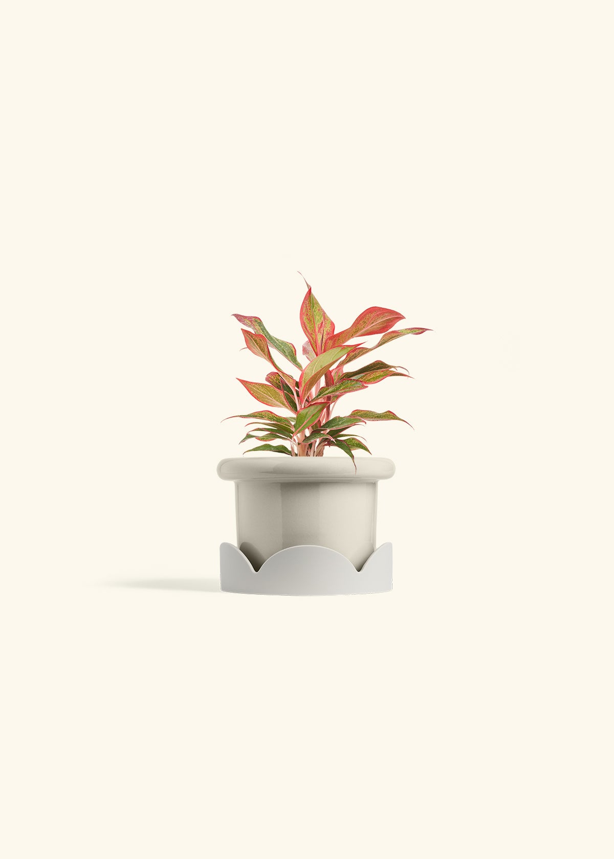 Red Chinese Evergreen in a 4 inches Fat Lip Red Planter in a Oat Petal Drip Tray