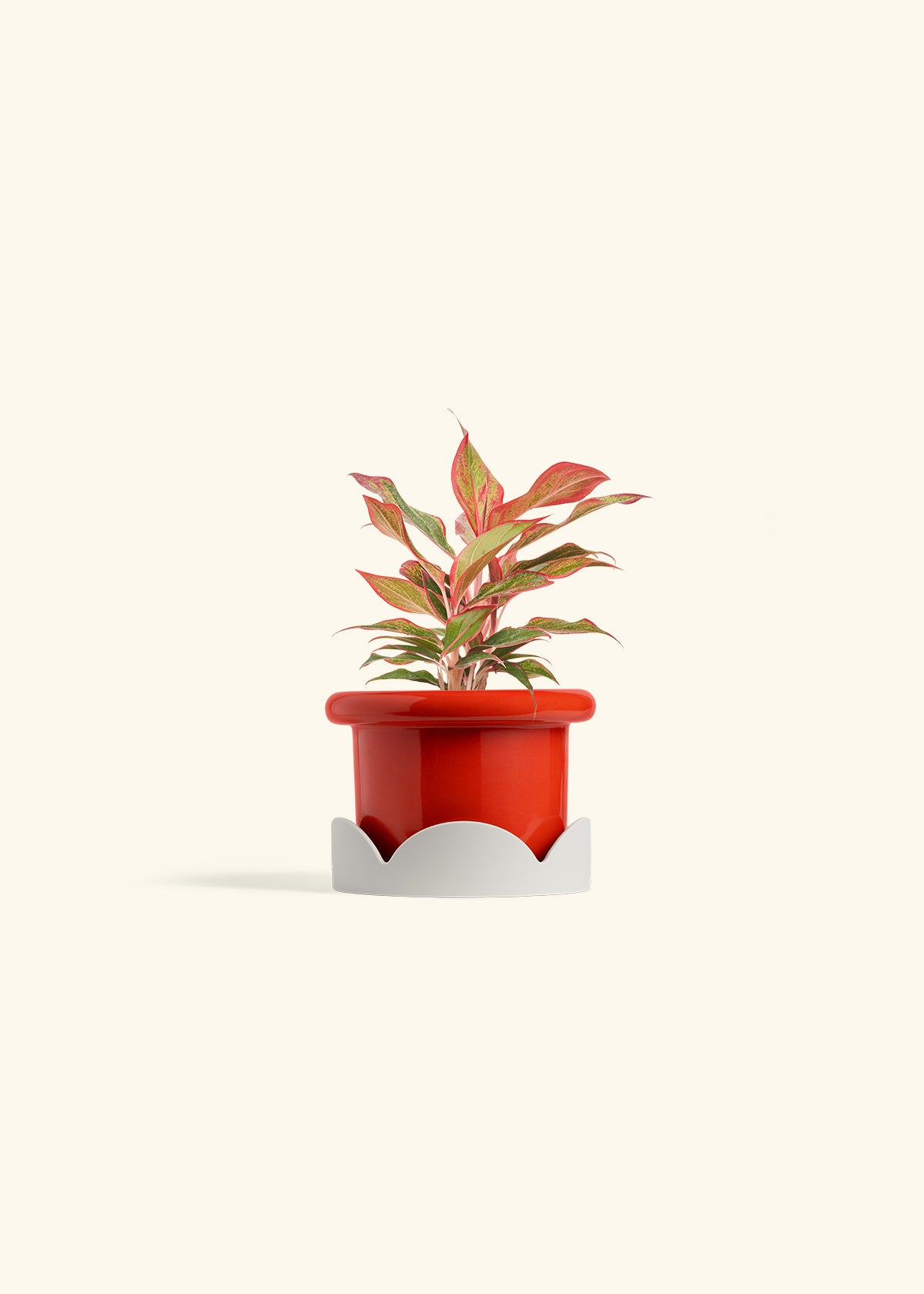 Fat Lip Planter Tray Combo, Poppy
