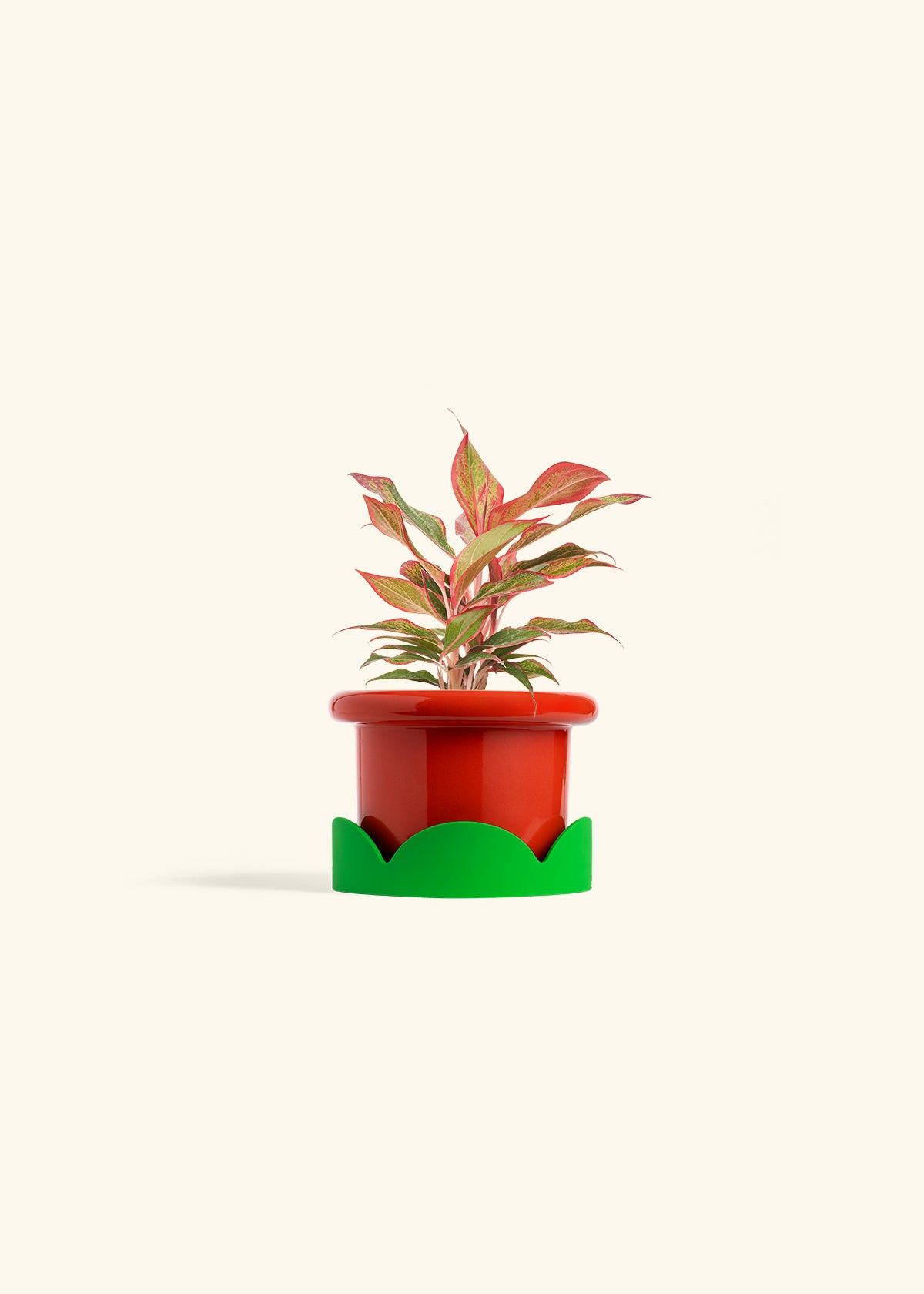 Red Chinese Evergreen in a 4 inches Fat Lip Oat Planter in a Shamrock Petal Drip Tray