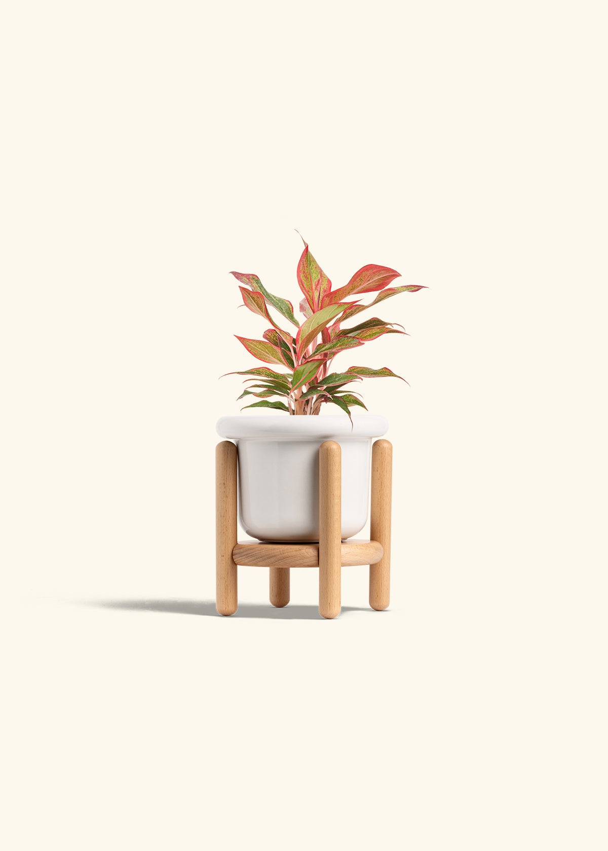 Red Chinese Evergreen in a 4 inches Fat Lip White Planter in a Beech Wood Stand