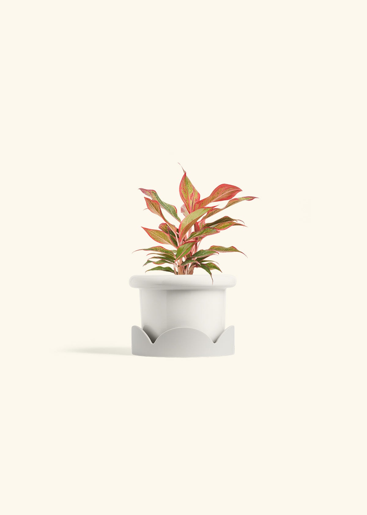 Red Chinese Evergreen in a 4 inches Fat Lip White Planter in a Oat Petal Drip Tray