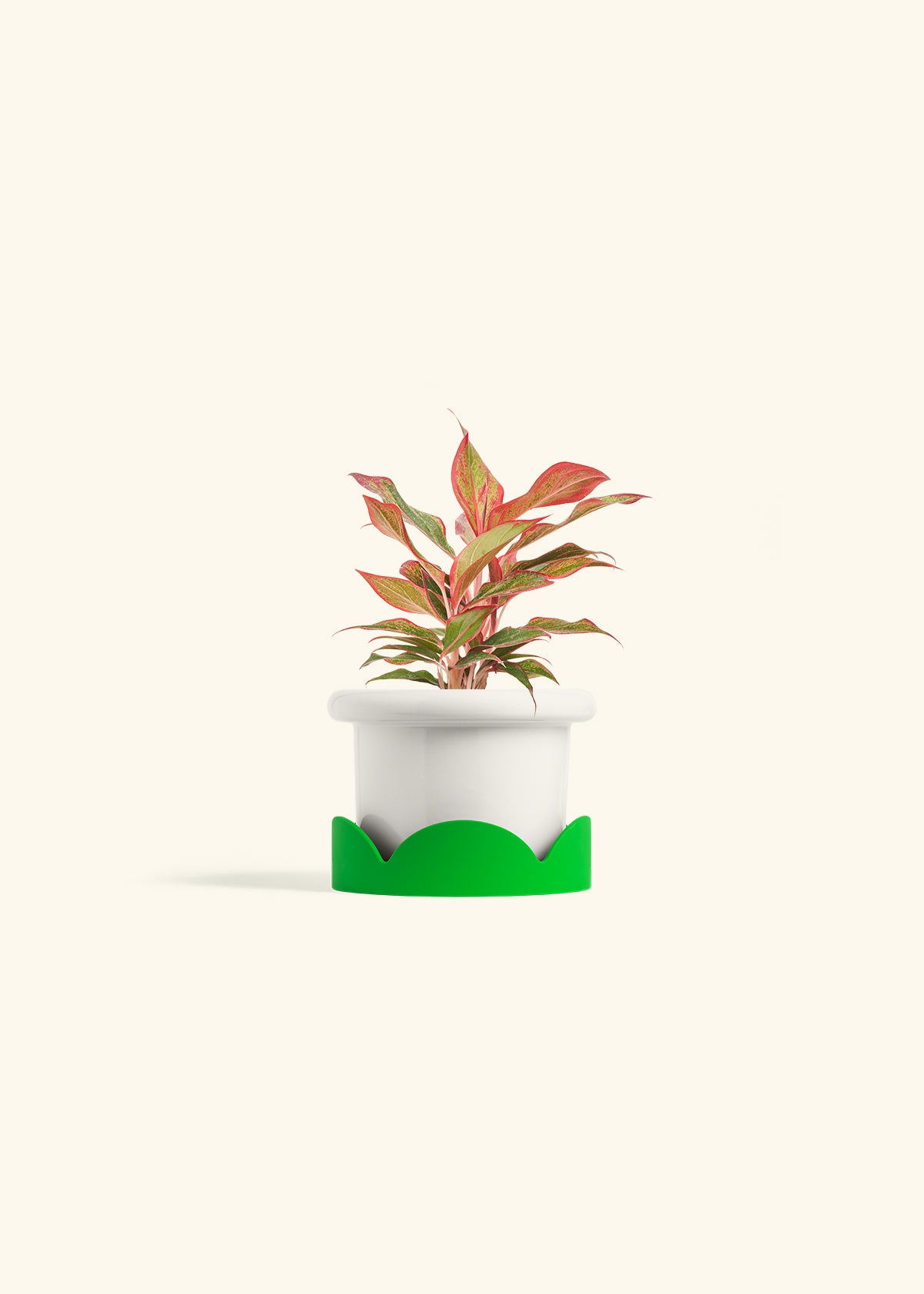 Red Chinese Evergreen in a 4 inches Fat Lip White Planter in a Shamrock Petal Drip Tray