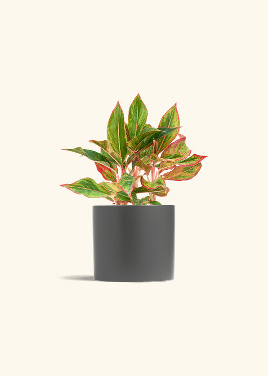 Red Chinese Evergreen in a 6 inches Charcoal Classic Cylinder Planter 