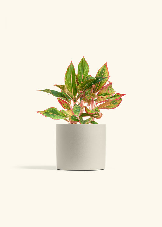 Red Chinese Evergreen in a 6 inches Oat Classic Cylinder Planter 