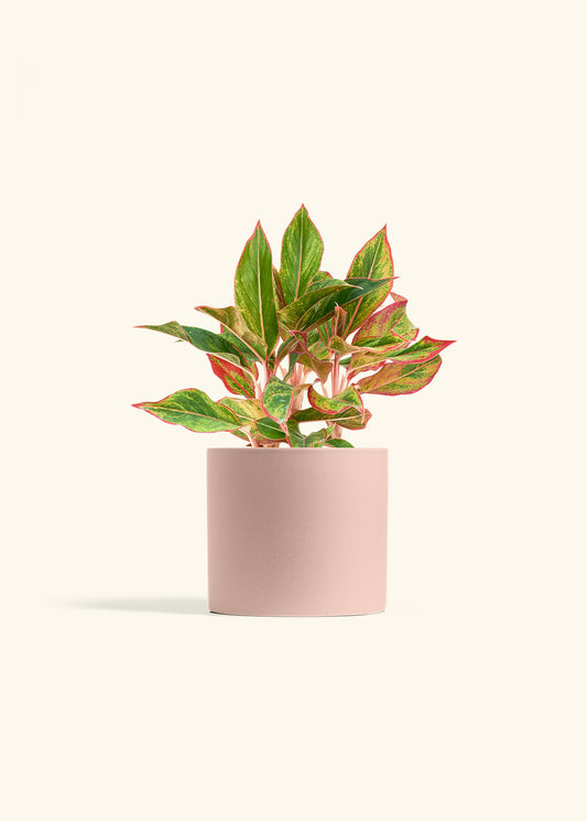 Red Chinese Evergreen in a 6 inches Pink Classic Cylinder Planter 
