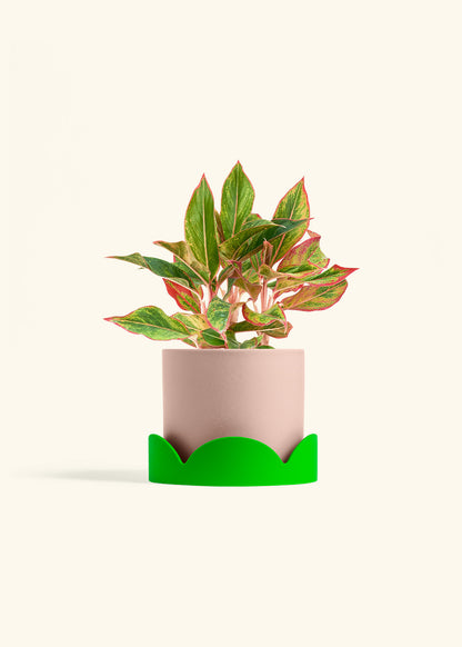 Red Chinese Evergreen in a 6 inches Pink Classic Cylinder Planter in a Shamrock Petal Drip Tray
