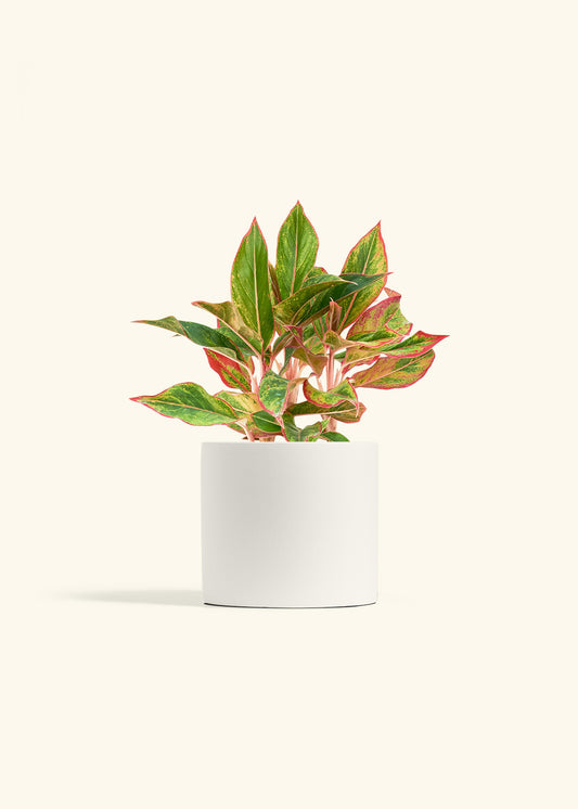 Red Chinese Evergreen in a 6 inches White Classic Cylinder Planter 