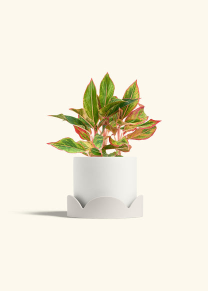 Red Chinese Evergreen in a 6 inches White Classic Cylinder Planter in a Oat Petal Drip Tray
