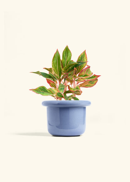 Red Chinese Evergreen in a 6 inches Fat Lip Blue Planter 