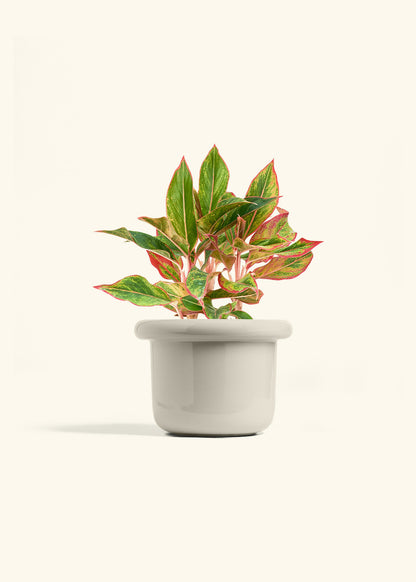 Red Chinese Evergreen in a 6 inches Fat Lip Red Planter 