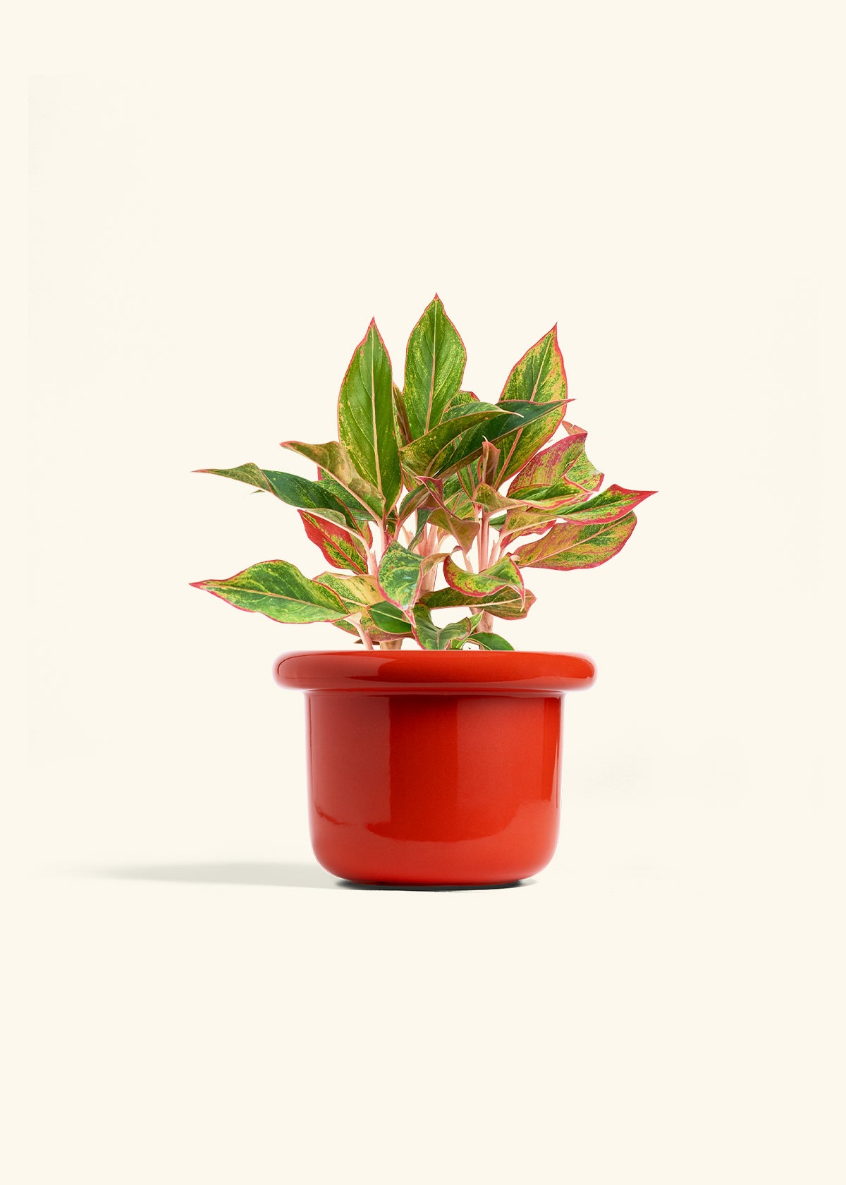 Red Chinese Evergreen in a 6 inches Fat Lip Oat Planter 