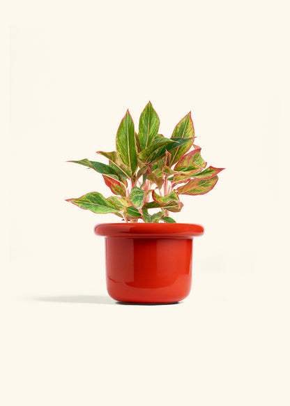 Red Chinese Evergreen in a 6 inches Fat Lip Oat Planter 