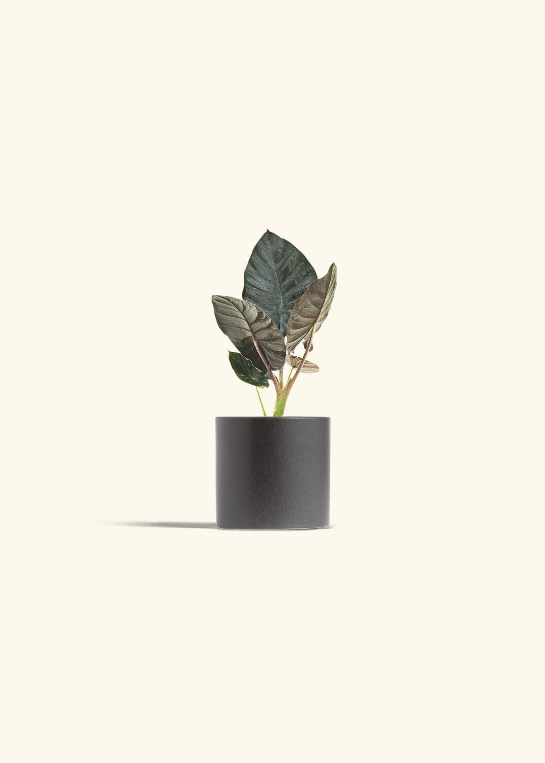 Alocasia Black Panther in a 4 inches Charcoal Classic Cylinder Planter 