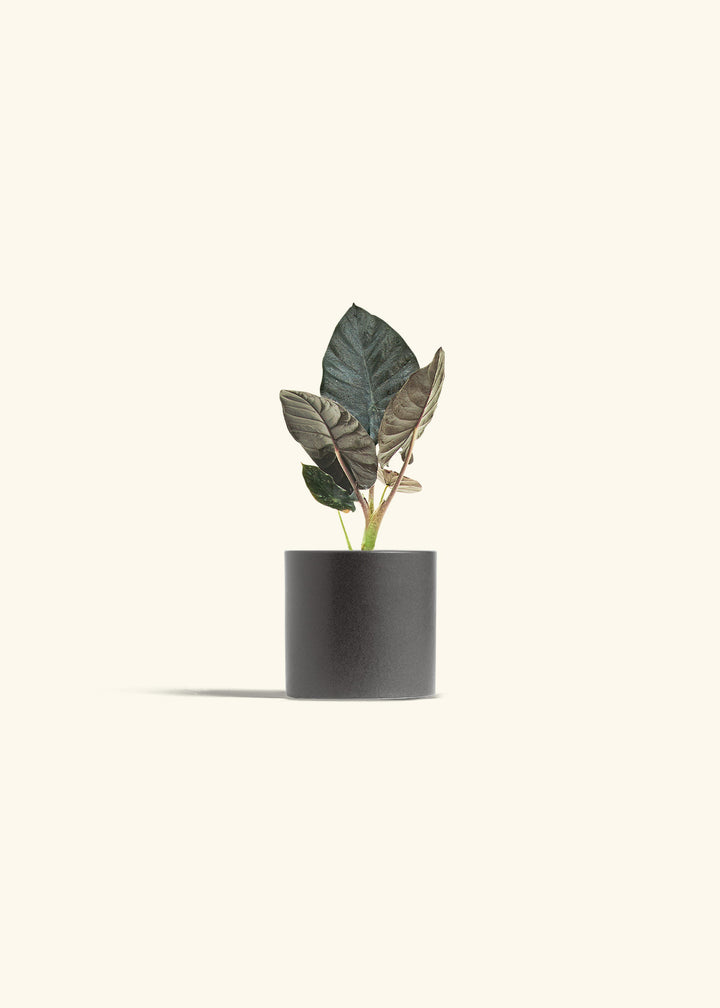 Alocasia Black Panther in a 4 inches Charcoal Classic Cylinder Planter 