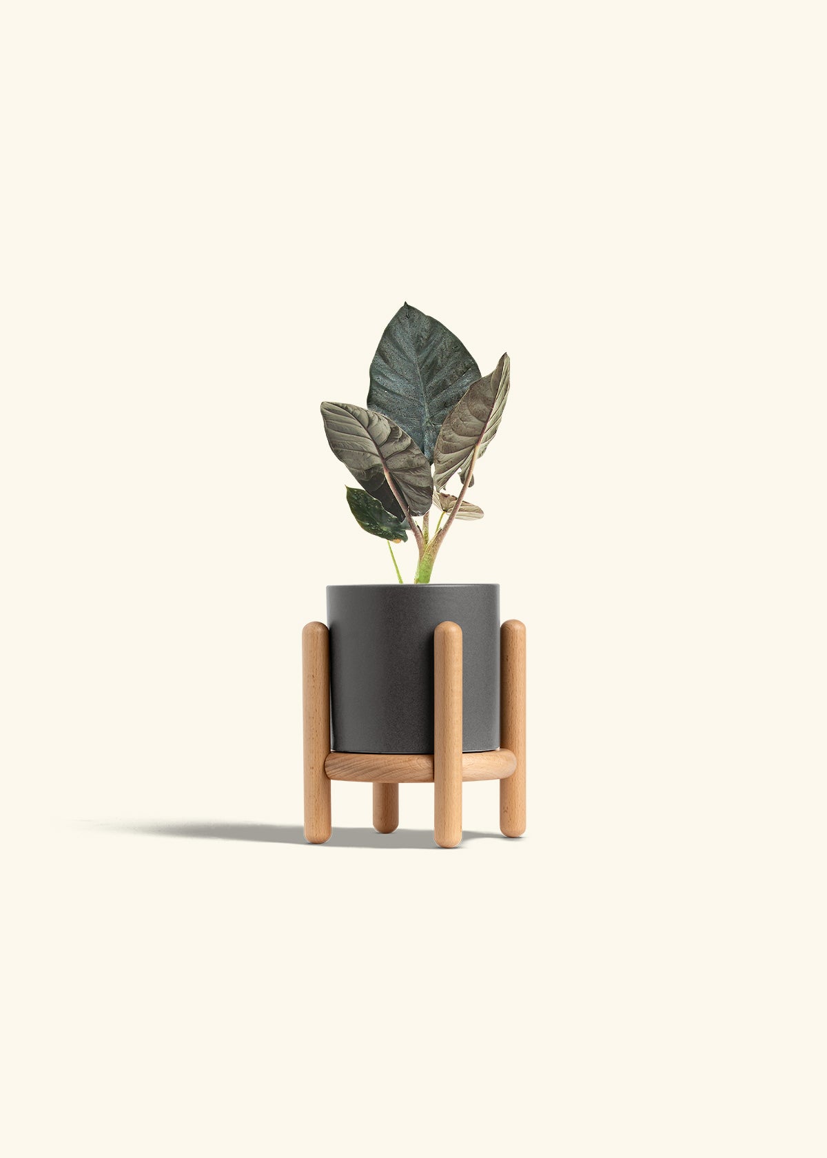Alocasia Black Panther in a 4 inches Charcoal Classic Cylinder Planter in a Beech Wood Stand