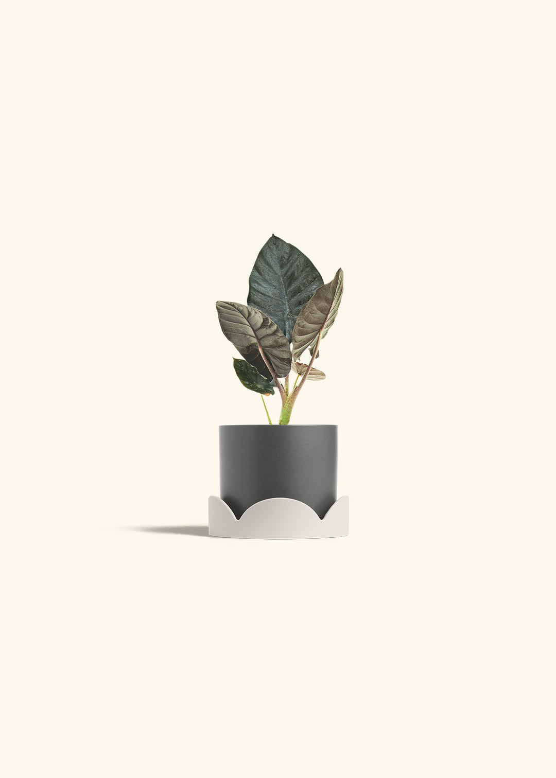 Alocasia Black Panther in a 4 inches Charcoal Classic Cylinder Planter in a Oat Petal Drip Tray