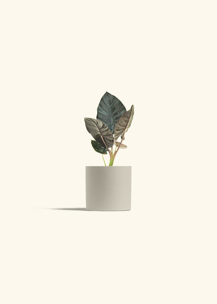 Alocasia Black Panther in a 4 inches Oat Classic Cylinder Planter 