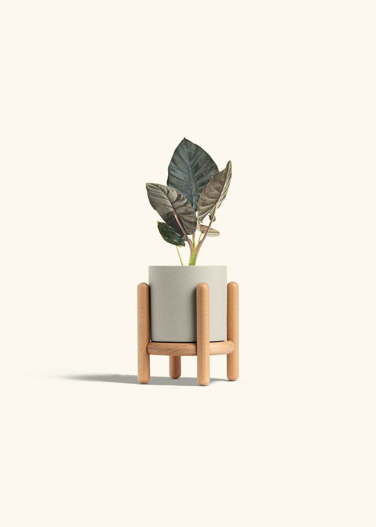 Alocasia Black Panther in a 4 inches Oat Classic Cylinder Planter in a Beech Wood Stand