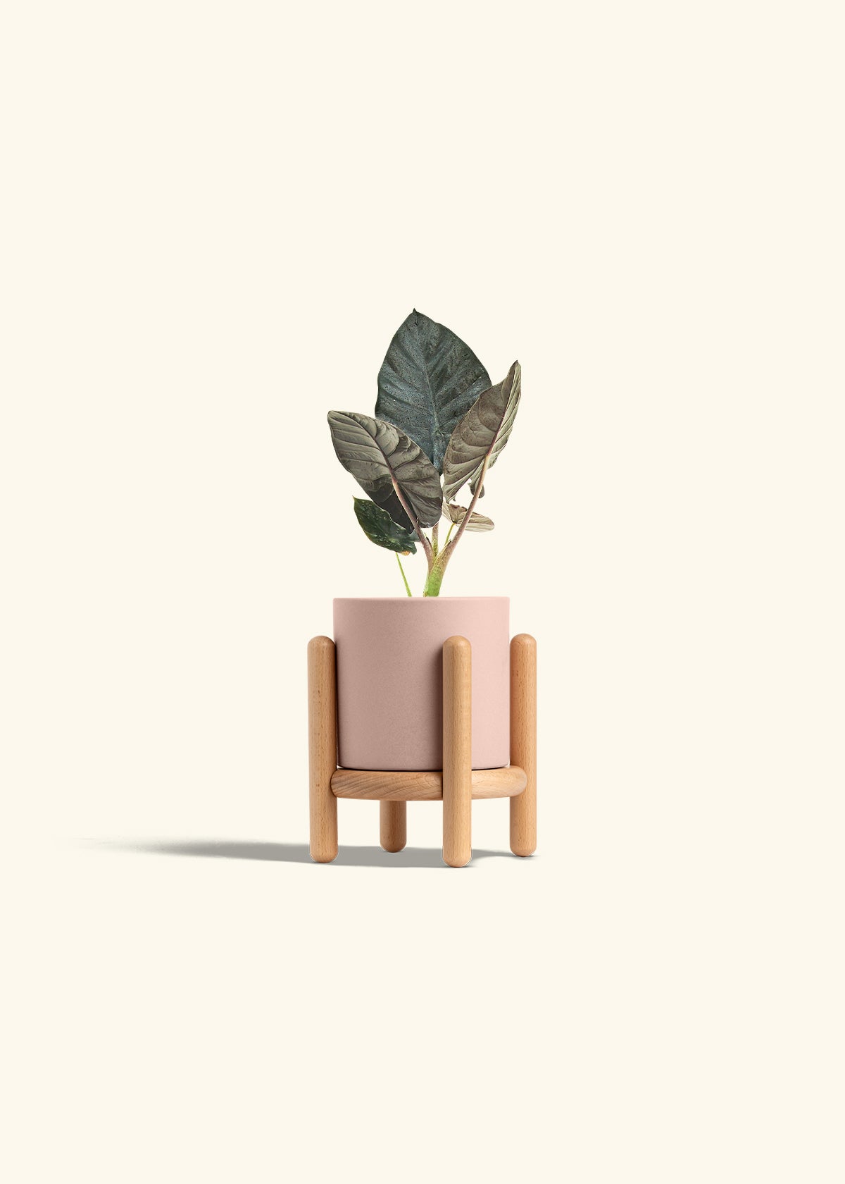 Alocasia Black Panther in a 4 inches Pink Classic Cylinder Planter in a Beech Wood Stand