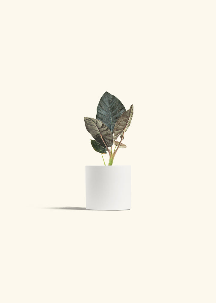 Alocasia Black Panther in a 4 inches White Classic Cylinder Planter 