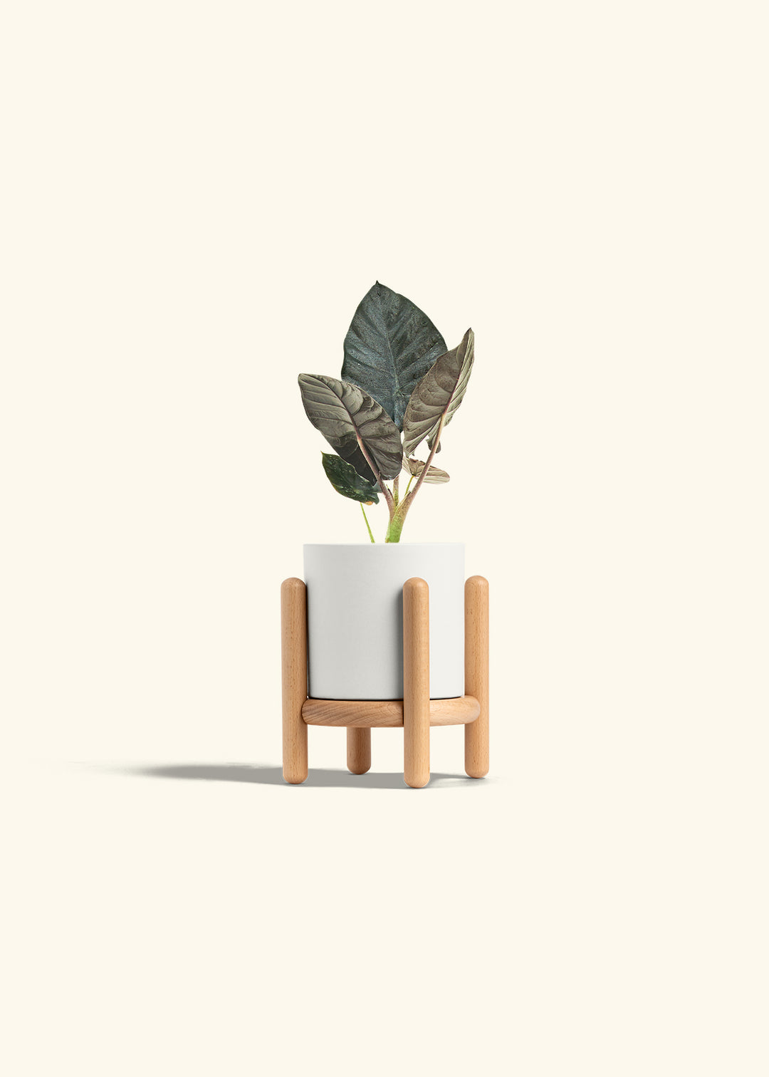 Alocasia Black Panther in a 4 inches White Classic Cylinder Planter in a Beech Wood Stand