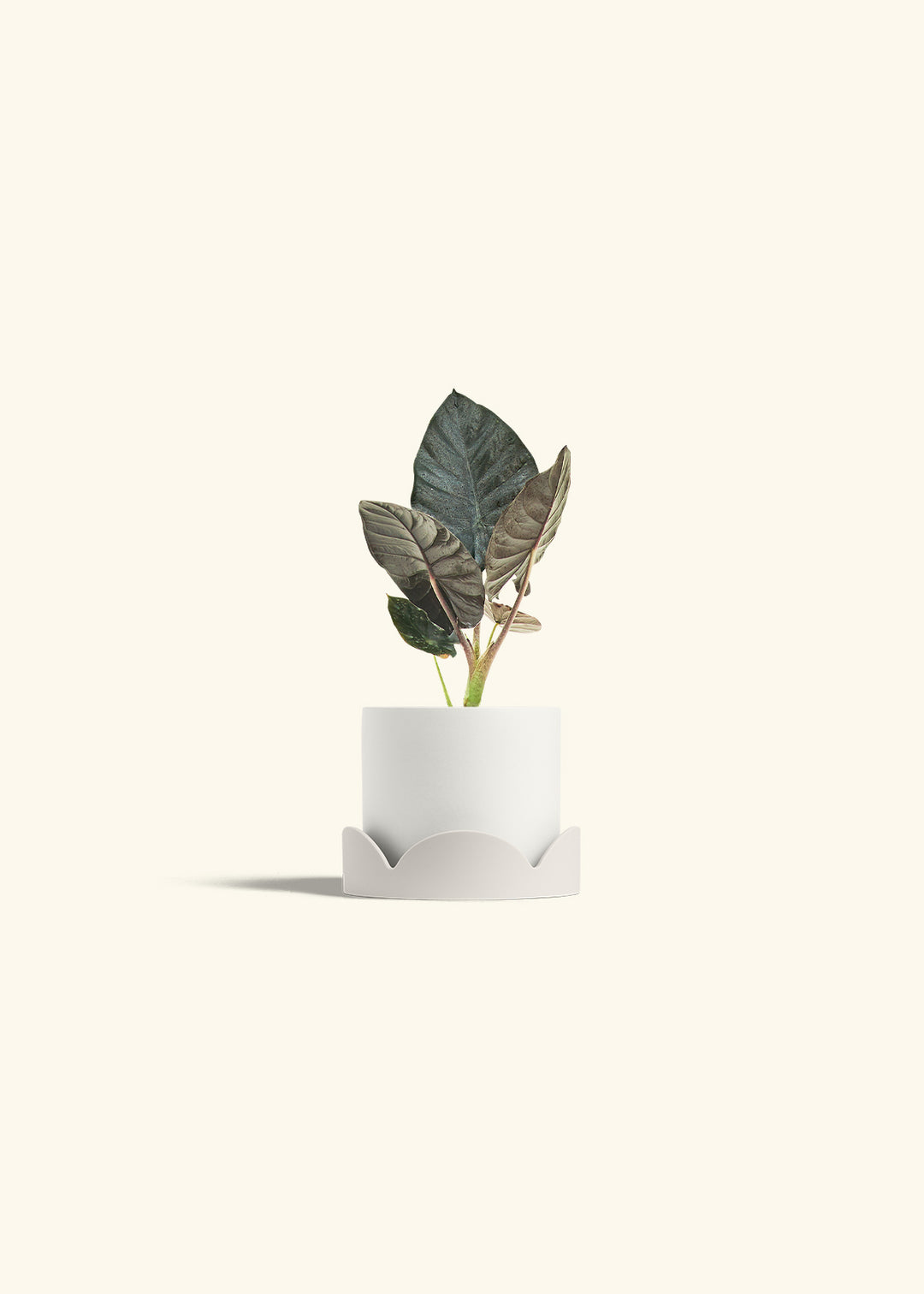 Alocasia Black Panther in a 4 inches White Classic Cylinder Planter in a Oat Petal Drip Tray