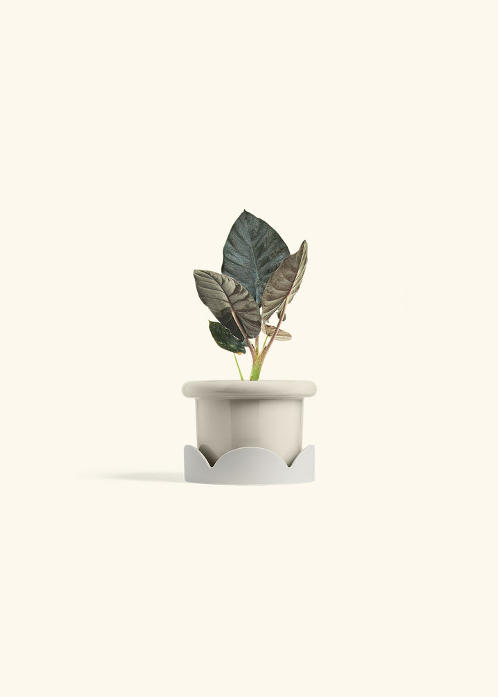 Alocasia Black Panther in a 4 inches Fat Lip Oat Planter in a Oat Petal Drip Tray