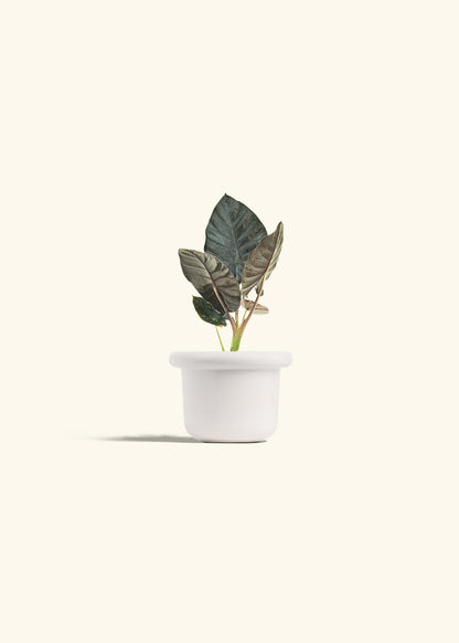 Alocasia Black Panther in a 4 inches Fat Lip White Planter 