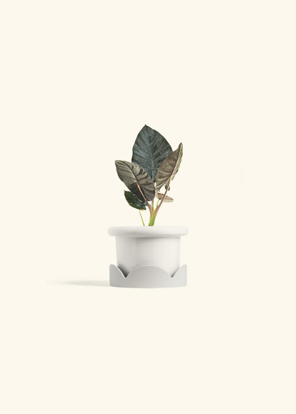 Alocasia Black Panther in a 4 inches Fat Lip White Planter in a Oat Petal Drip Tray