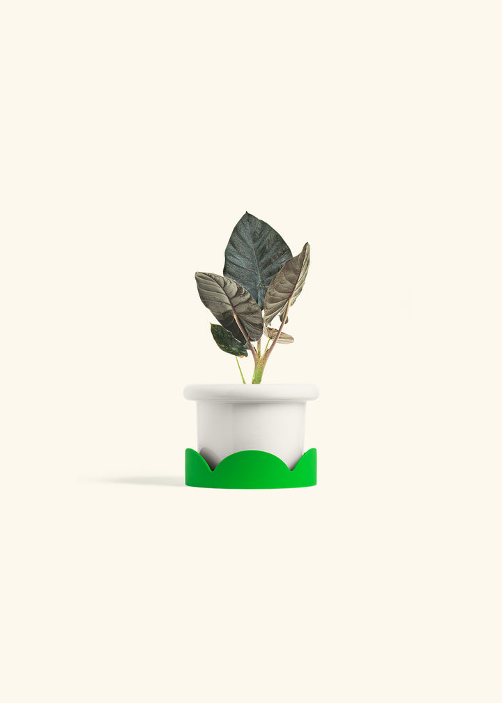 Alocasia Black Panther in a 4 inches Fat Lip White Planter in a Shamrock Petal Drip Tray