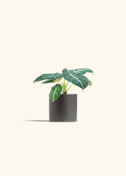 Alocasia Black Velvet in a 4 inches Charcoal Classic Cylinder Planter in a Oat Petal Drip Tray