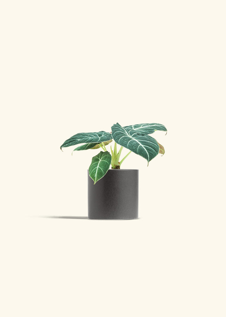 Alocasia Black Velvet in a 4 inches Charcoal Classic Cylinder Planter in a Oat Petal Drip Tray